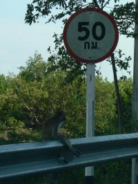 Monkey waiting