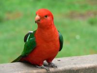 Magnifique Australian King Parrot