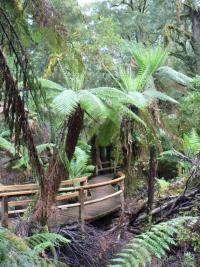 Rain forest du Cape Otway