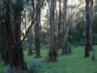 Les Eucalyptus