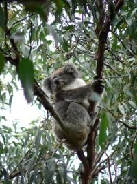 Cliffhanger le Koala 