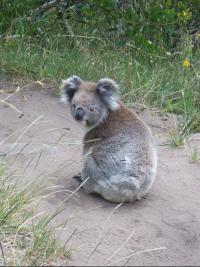 LE koala