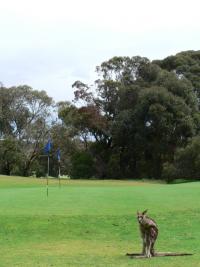Kangourou Golfeur