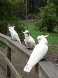 Bavardage entre Sulphur Crested Cockatoo 